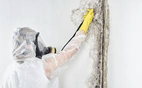 Best Mold Remediation for Vacation Homes  in Sarasota, FL